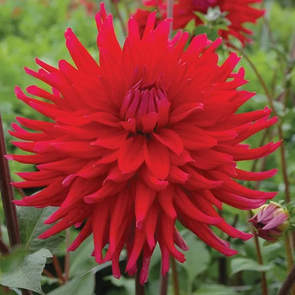 Dahlia Acapulco Plant