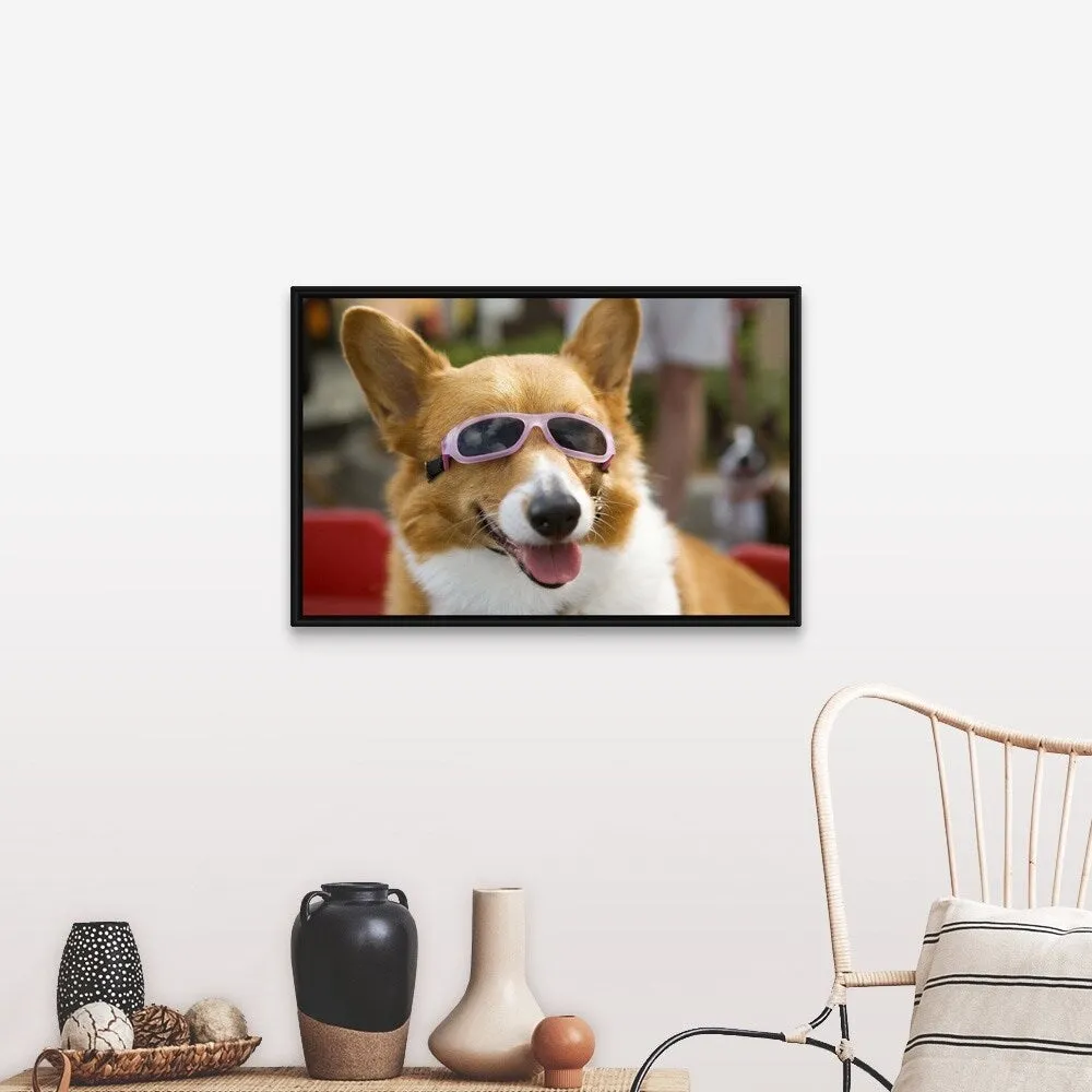 "A Pembroke Welsh Corgi sitting in a wagon wearing sunglasses" Black Float Frame Canvas Art