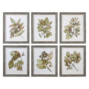 Uttermost Seedlings Framed Prints S/6